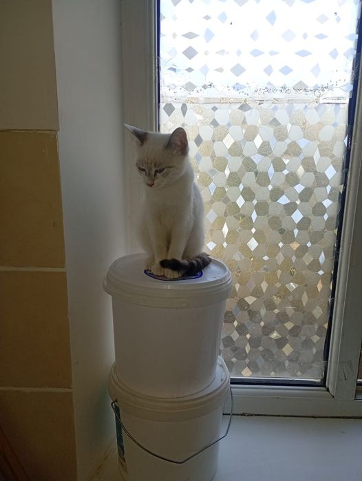 Мысык котенок 3 ай