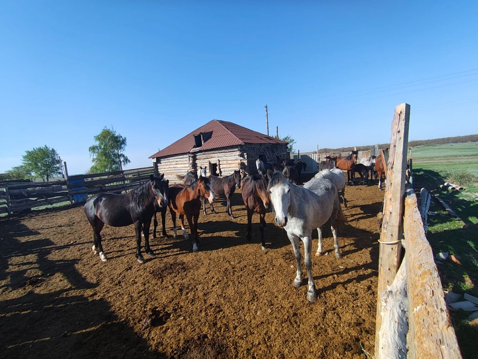 Продам Лошадей более 30 штук