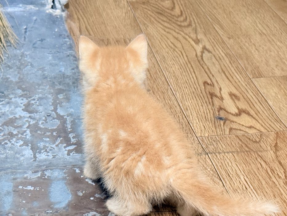 Котята бесплатно