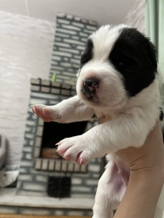 Бронь на щенков САО