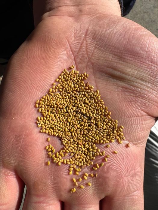 Жоңышқа тұқым. Семена люцерны