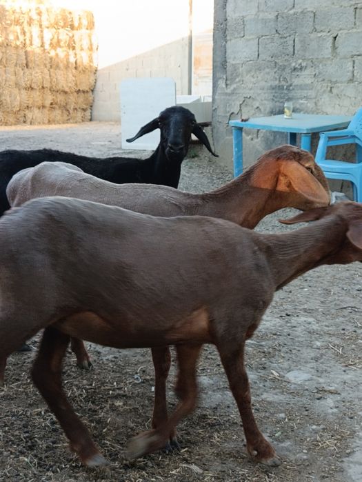 Quylar sotiladi.