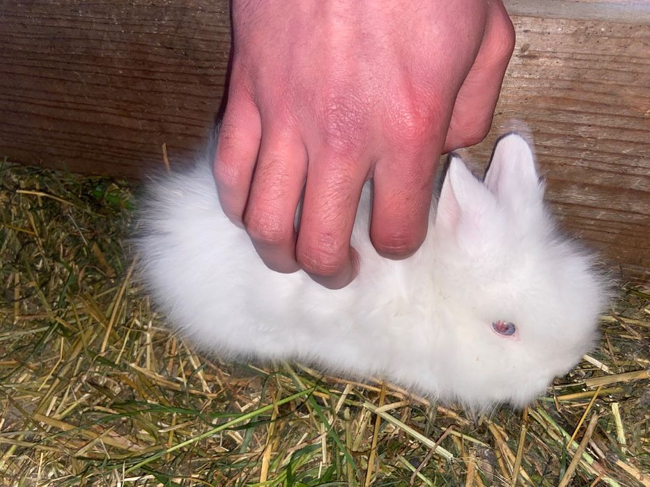 Pui iepuri de rasă pitici și pufosi de camera