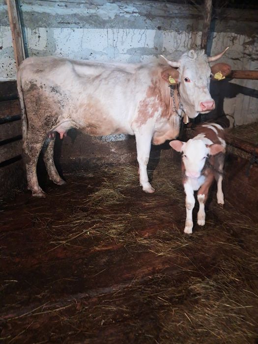 Vând vaca la a 2 fatare