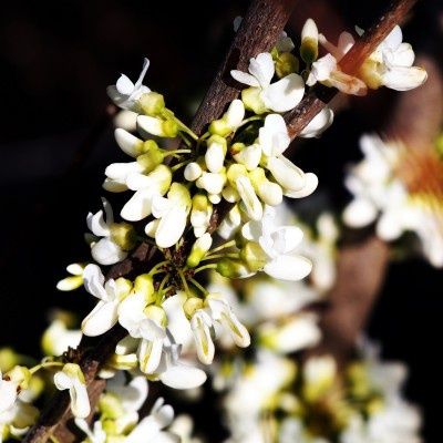 Cercis chinensis Shirobana
