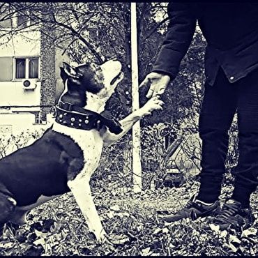 Consiliere și dresaj canin la domiciliu