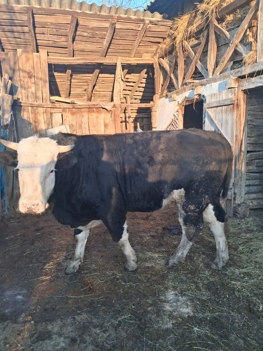 Vând Tqur vitel Angus