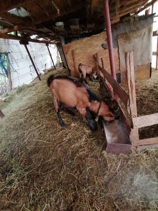 Tapisori alpini din părinți buni