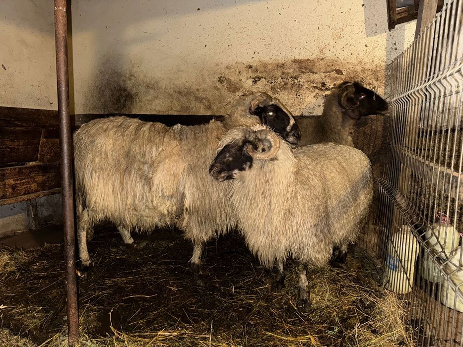 Vand 2 oi turcane si una carabașa