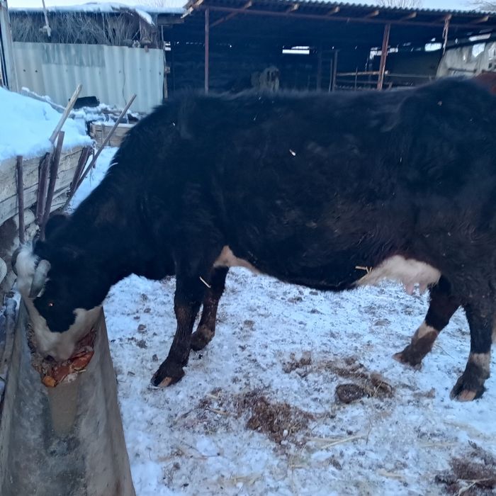 Сауын сиыр сатылады