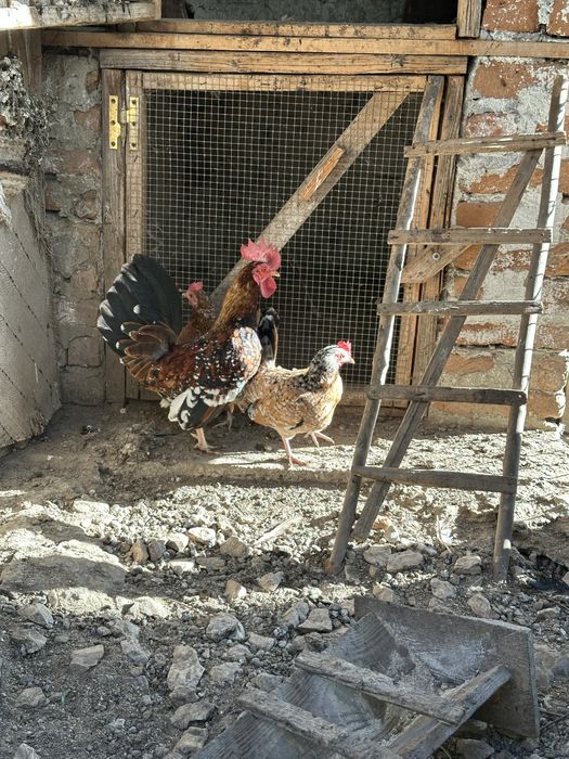 Gaini si cocosi americani pitici