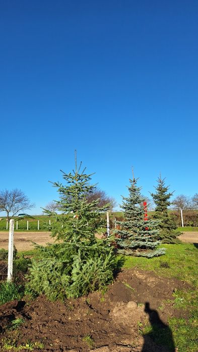 Иглолистни видове