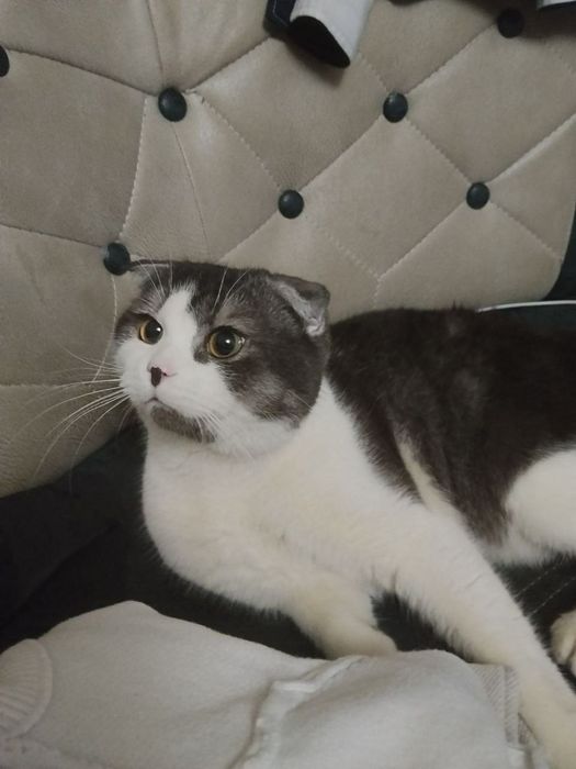 Mushuk scottish fold