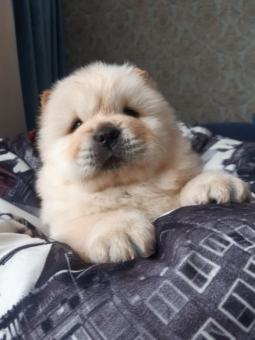 Элитные щенки чау чау