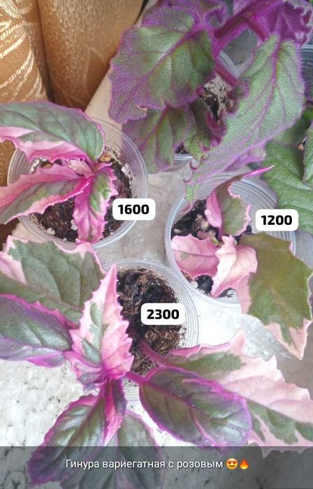 Комнатные цветы и отростки