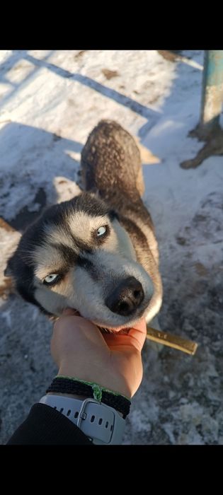 Хаски собачку в добрые руки