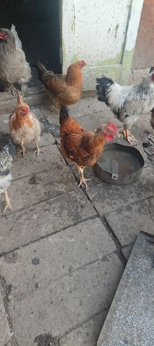 Петух молодой 5 шт