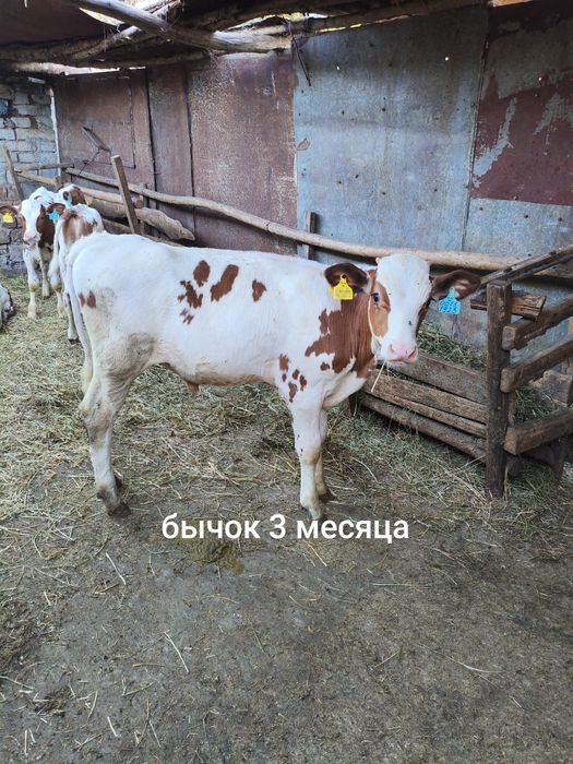 Продам бычков симментальской породы