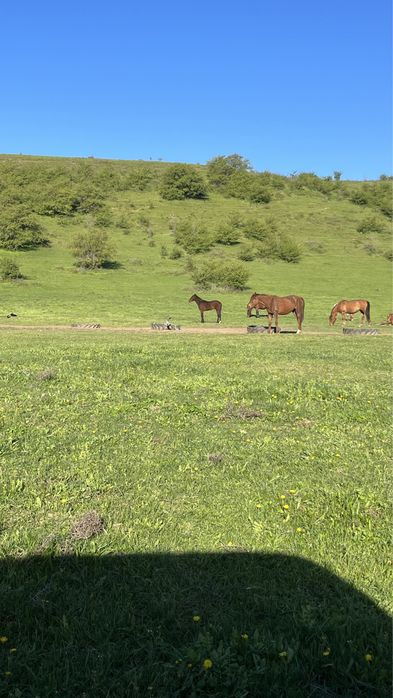 Аманат жылқы бағамыз