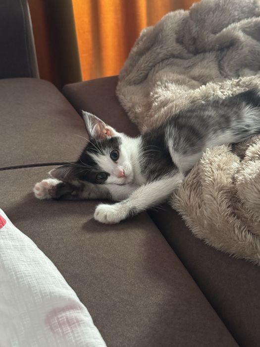 Отдам котенка в добрые руки (мальчик)