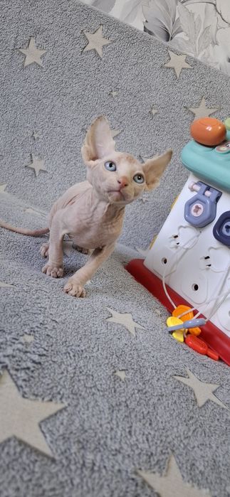 Малыши канадского сфинкса