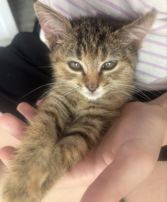 Отдам в добрые руки котенка