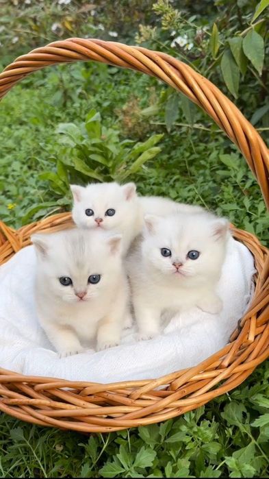 Britan mushukchalar sotuvda