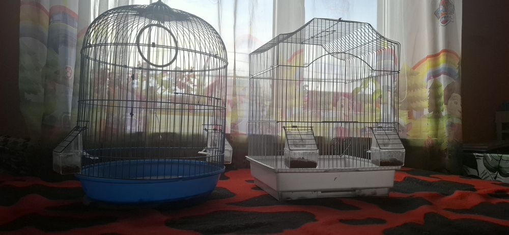 Colivie perusi păsări talie mică