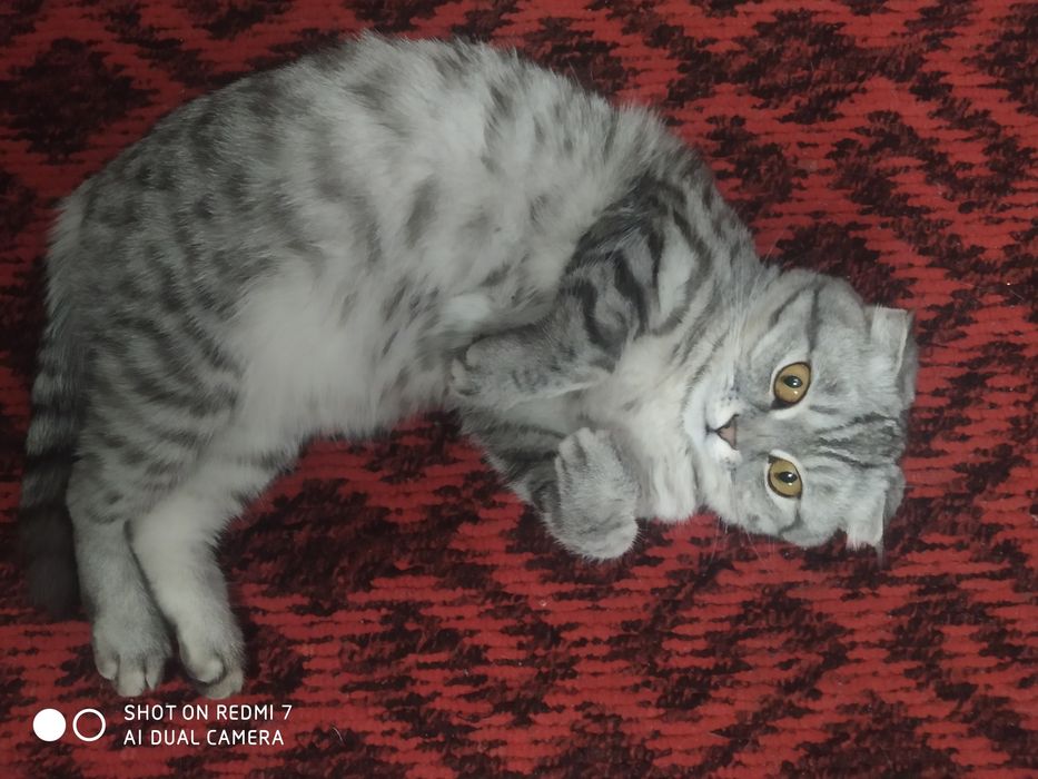 Скоттиш фольд чистокровный