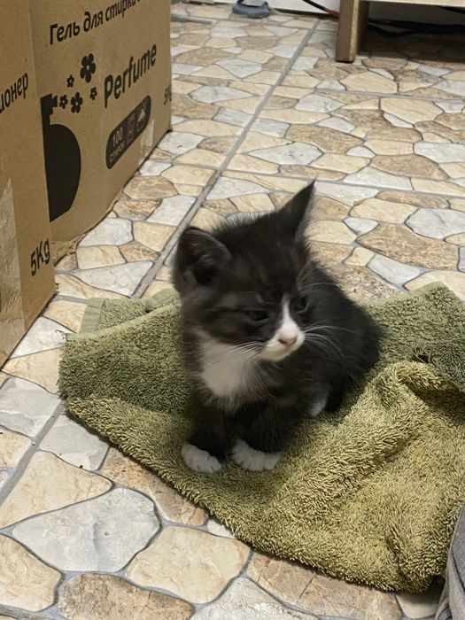 Котенек маленьки даром