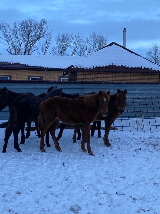 Жабагылар сатылады , продам жеребят