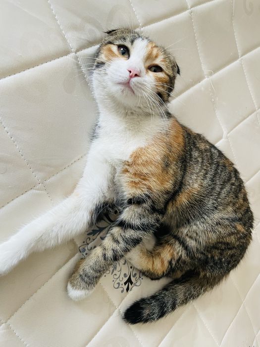 mushuk sotiladi juda yaxshi