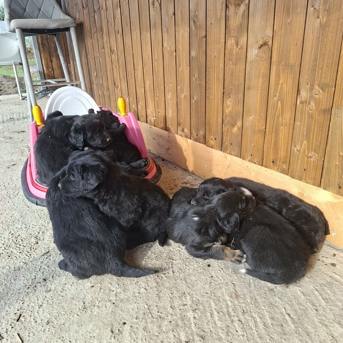 Cățeluși din mama Golden Retriever