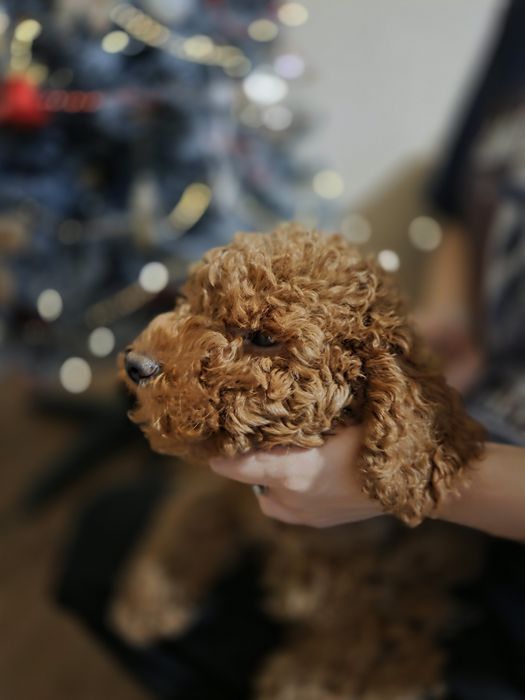 Той Пудел - мини Пудел