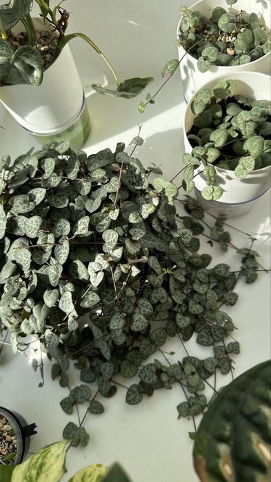 Церопегия Вуда/Вуди растение