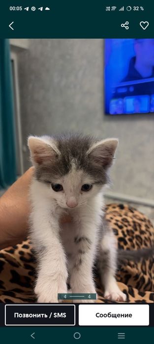 Котята в добрые руки
