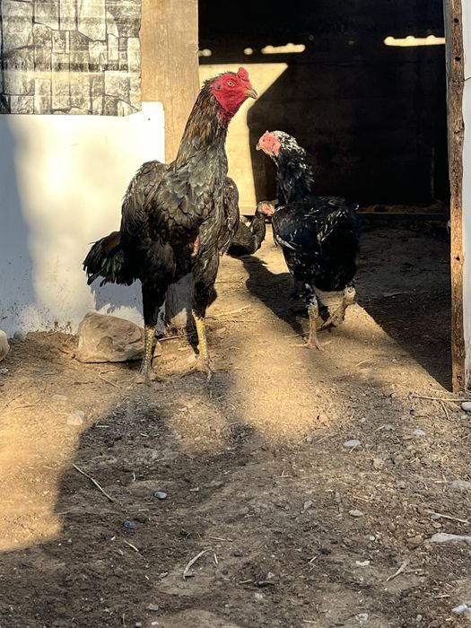 дакан      қораз