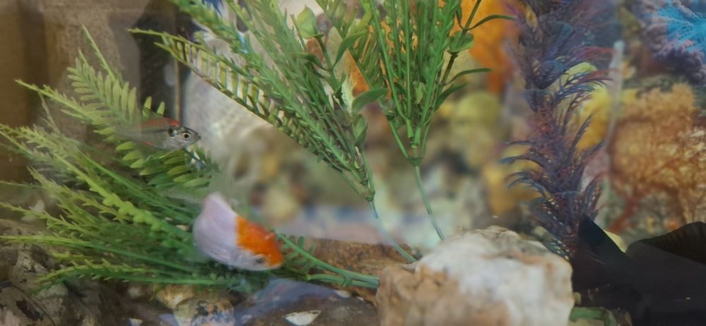 Аквариум ва Балаклари сотилади