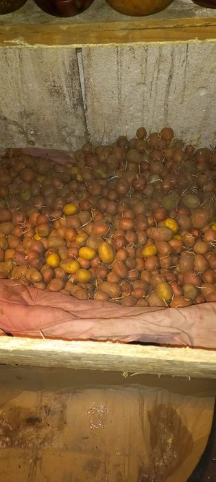 Продаю картошку посадочную