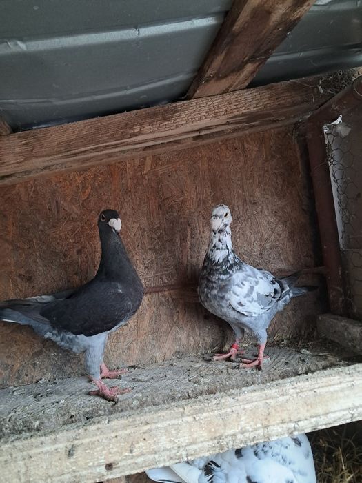 Porumbei de vânzare