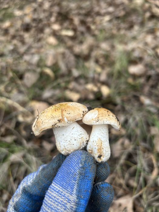 Грибы, рядовки/боровички