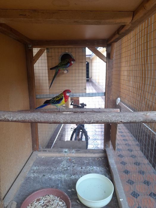 Razella papugay qushla