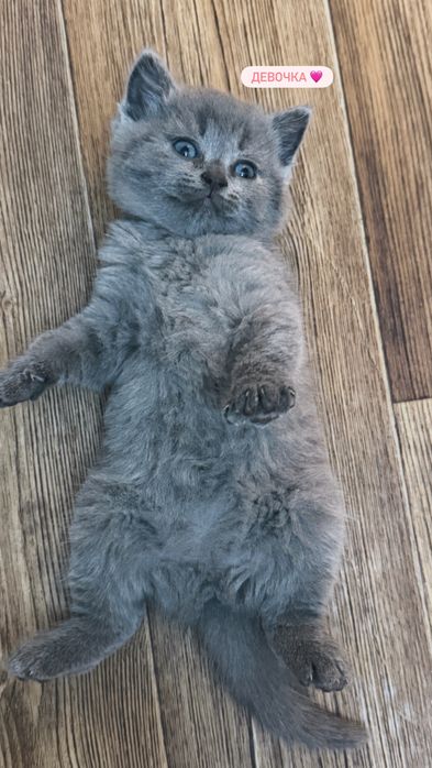 Британские котята