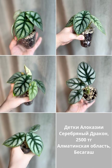 Алоказия Серебряный дракон