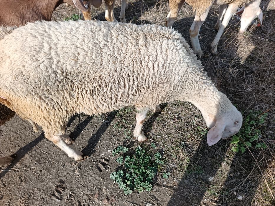 КОЧ Асаф 1.5 месеца за тамъзлък