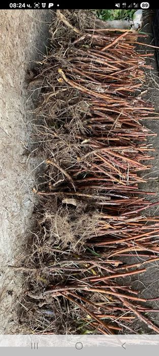 Продавам ягоди и малини расад