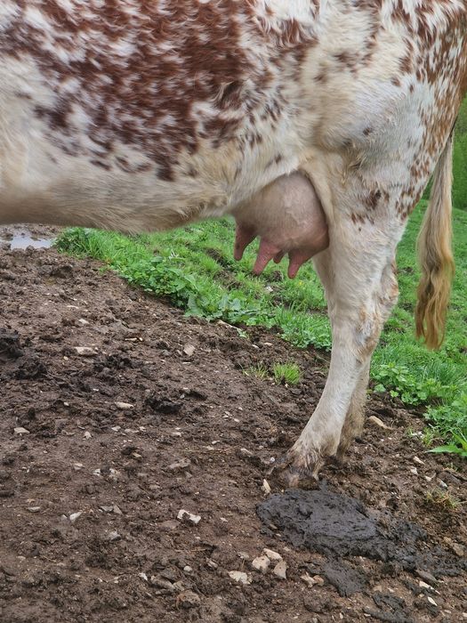 Vand vaca de 4 ani cu o vițea balțata de 3 săptămâni