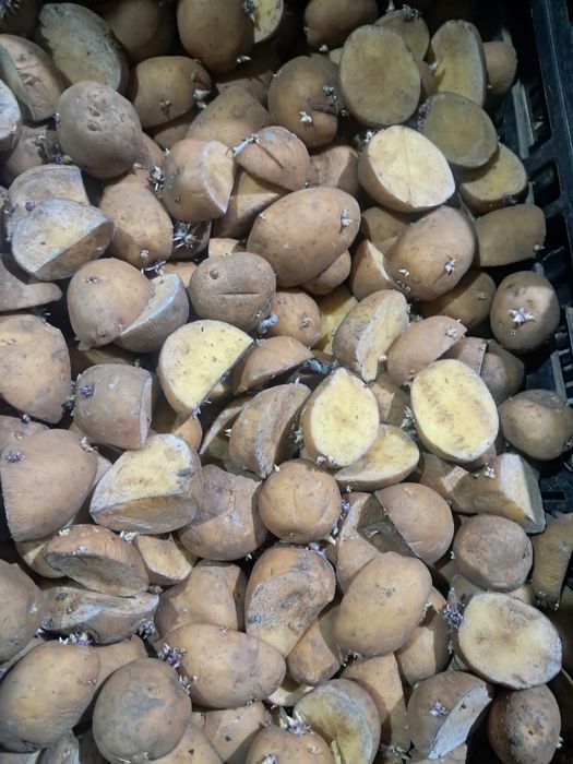 Cartofi de sămânță