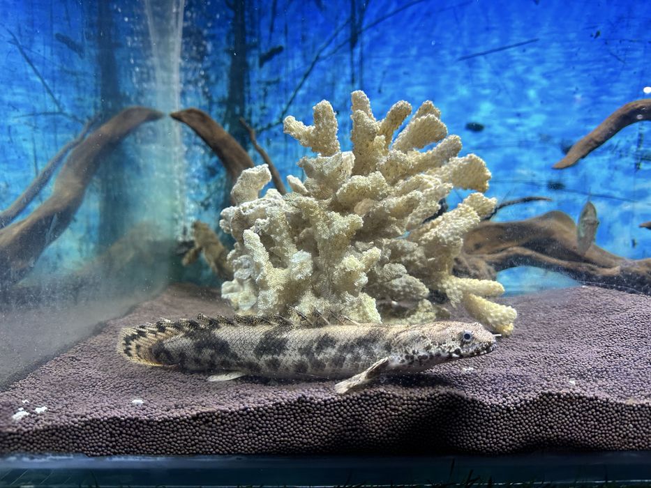 Продам аквариум!