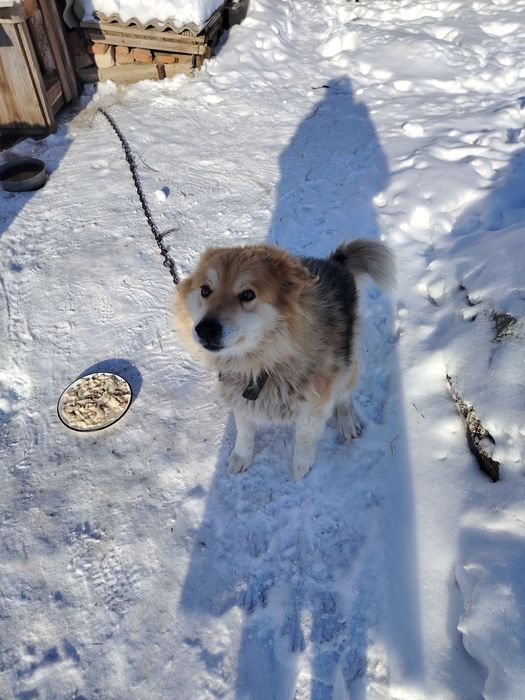 Отдам собачек в добрые руки